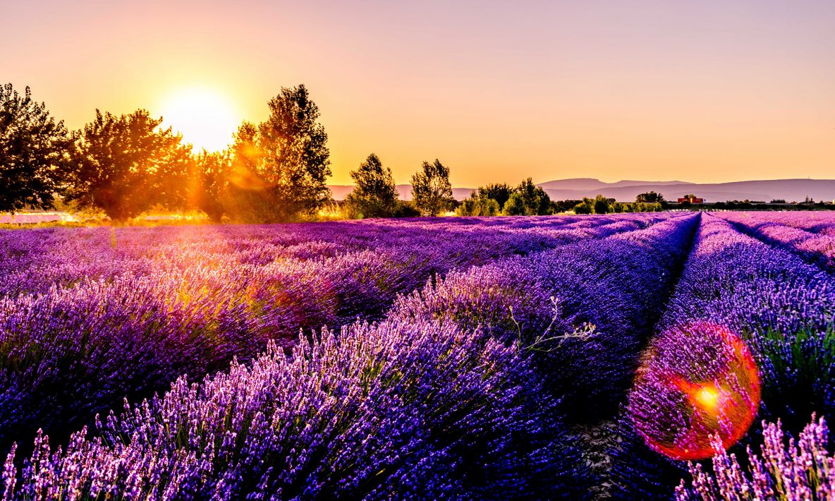 Lavender Field Dawn